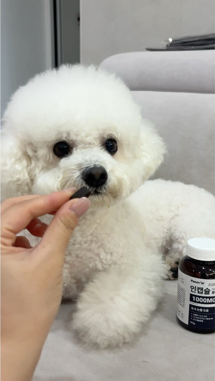 강아지 눈 영양제 페노비스 인캡슐 루테인, 강아지백내장 걱정돼 미리 챙긴 후기