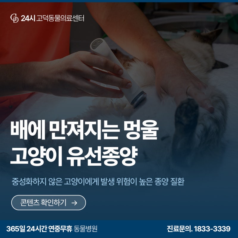 고양이 유선종양, 그냥 지나치면 안되는 이유