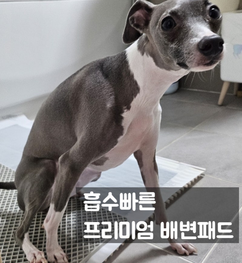 강아지 배변패드 대형 추천제품 2일에1장! 으뜸패드 냄새zero패드