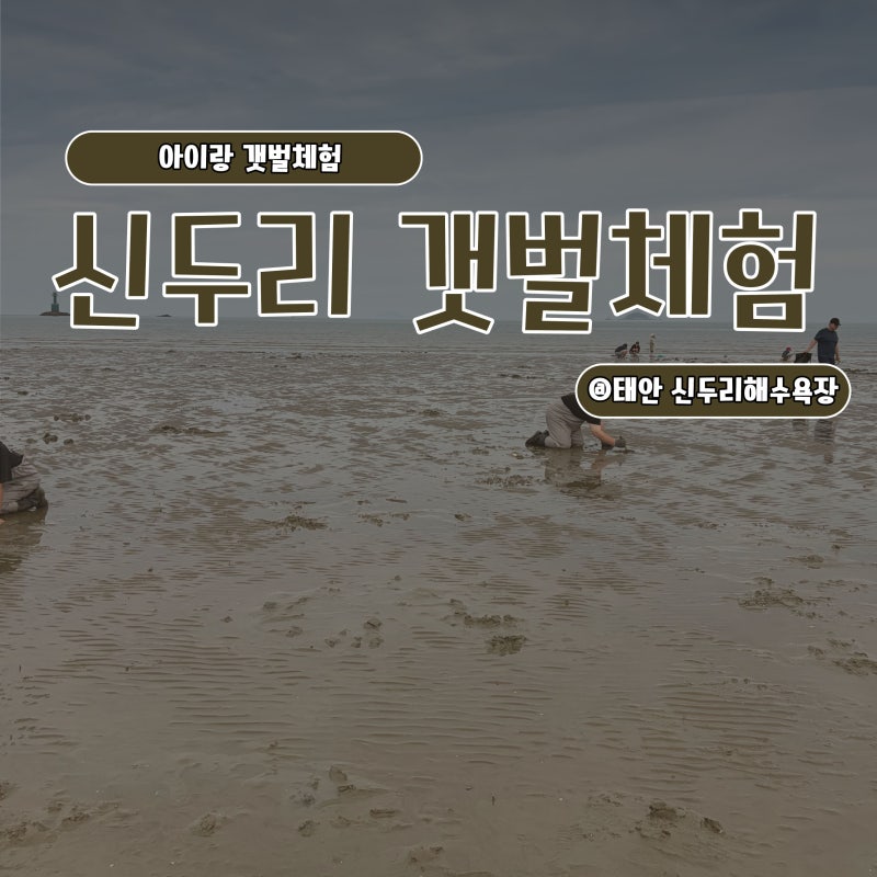 태안 신두리해수욕장 갯벌체험 아이랑갯벌체험 조개캐기 추천