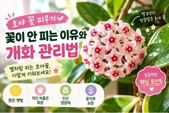 호야 꽃 피는 시기｜꽃이 안 피는 이유와 개화 관리법