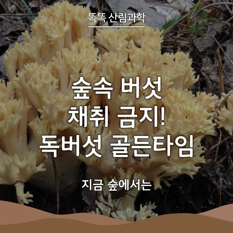 [똑똑 산림과학] 숲속 버섯 채취 금지! 독버섯 골든타임