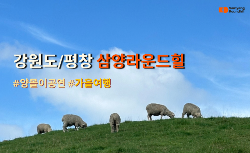 아이와 가족이 함께 가기 좋은 평창 여행｜삼양라운드힐 양떼목장