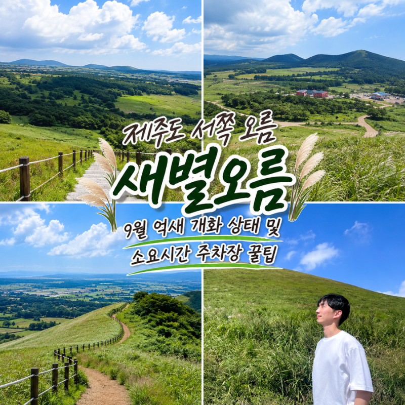 제주도 서쪽 오름 제주 새별오름 9월 억새 개화 상태 및 소요시간 주차장 꿀팁