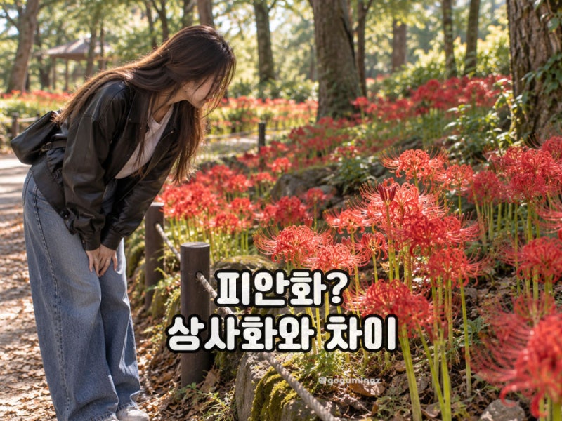 피안화 뜻과 꽃말, 꽃무릇 상사화와 차이는?