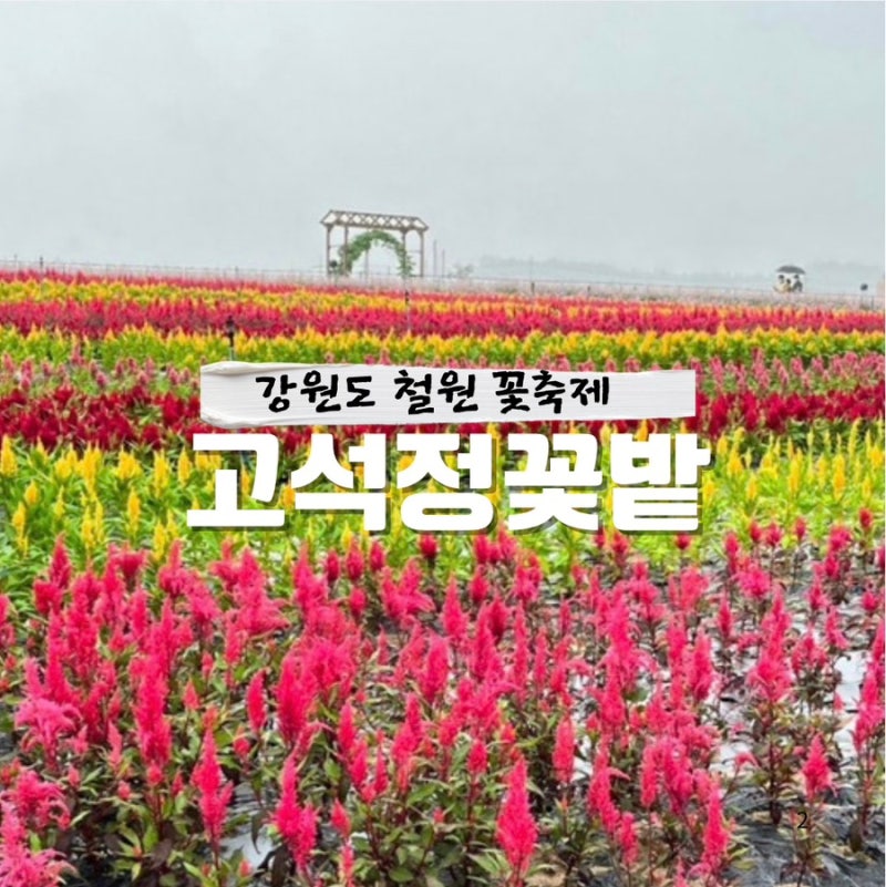 철원 고석정 꽃밭 가을축제, 15만 송이 꽃이 피어난 철원 여행