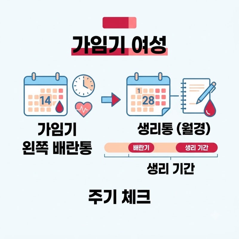 가임기 여성 왼쪽 아랫배 통증 배란통 생리통 구분 진짜 핵심은 배란일과 생리 주기입니다