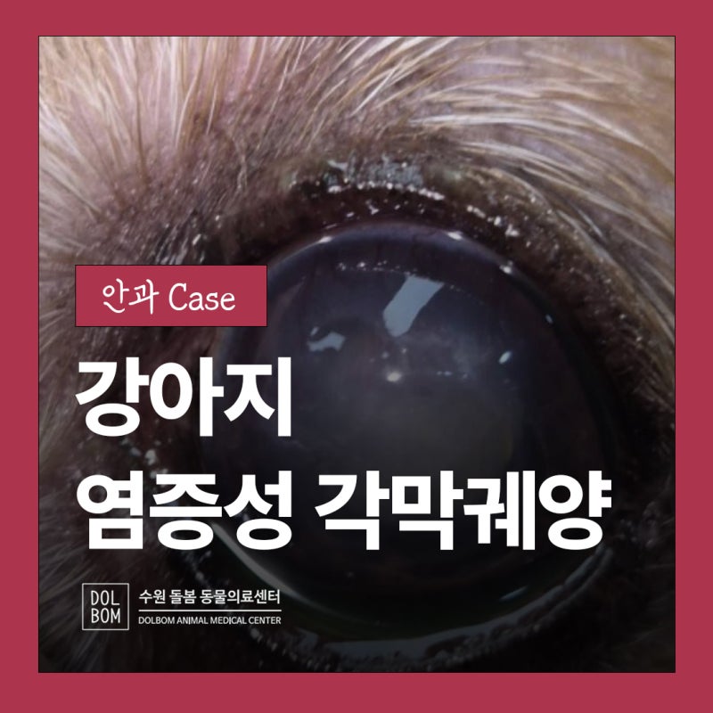 [수원 돌봄동물병원] 강아지 각막이 하얗고 패여보인다면? 빠르게 진행되는 염증성 각막궤양....