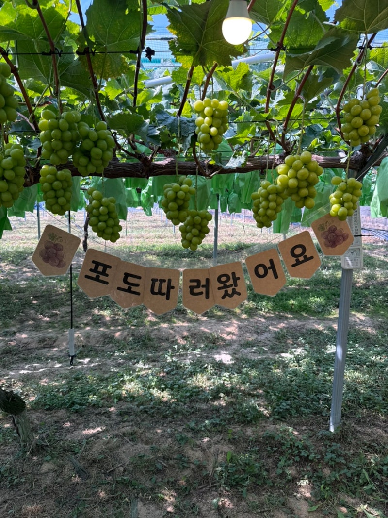 아리따운열매 샤인머스켓 따기 체험 대형 실내놀이터 안성 평택 아이랑 갈만한 곳 추천