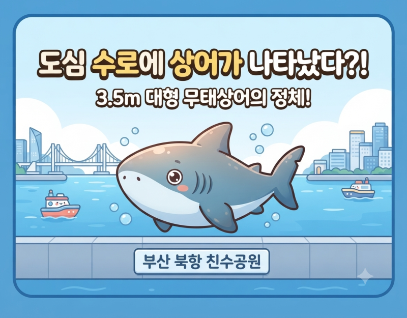 부산 천연 아쿠아리움 북항 친수공원 3.5m 무태상어 출몰! 종류, 이유, 실시간 현장 분위기 총....