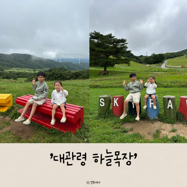 [강원도 평창] "대관령 하늘목장" 트랙터마차 평창 여행 평창 아이와 가볼만한 곳 대관령 양....