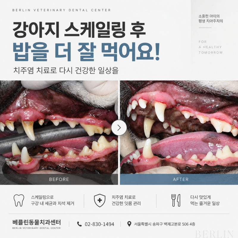 강아지 스케일링 후 밥을 더 잘 먹어요! 치주염 치료 후기