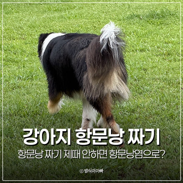 강아지 항문낭 짜기 제때 안하면 항문낭염으로?
