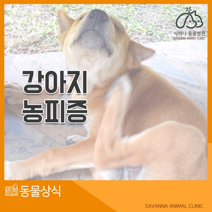 강아지 농피증, 어떤 증상이 나타날까요?