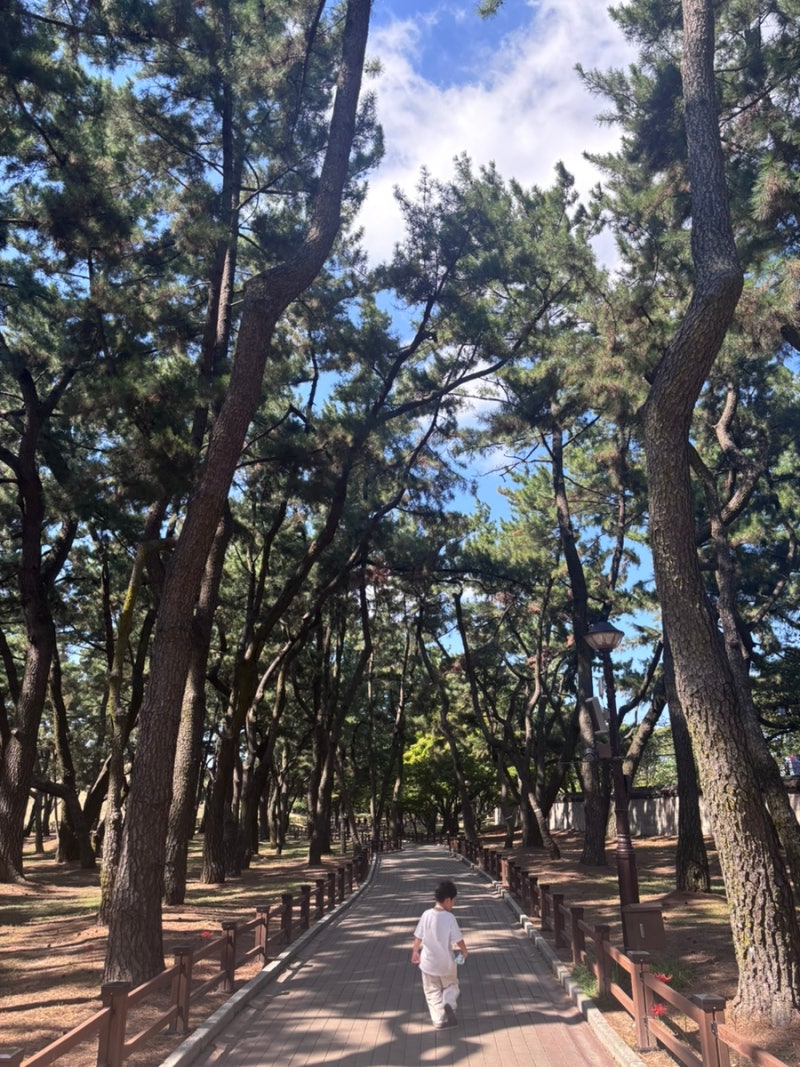 경주 대릉원 총정리｜천마총 무료개방·관람시간·주차·미디어아트
