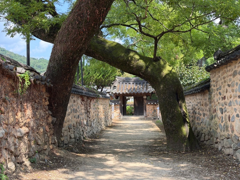 山清の秋のおすすめスポット、南沙イェダム村：慶南家族旅行に、夫婦槐の木