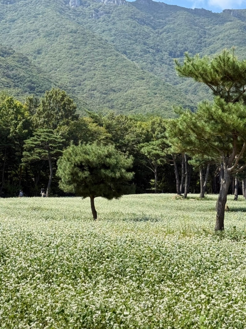 양산 통도사 메밀꽃밭 위치부터 서운암 장경각까지, 가을에 가기 좋은 코스