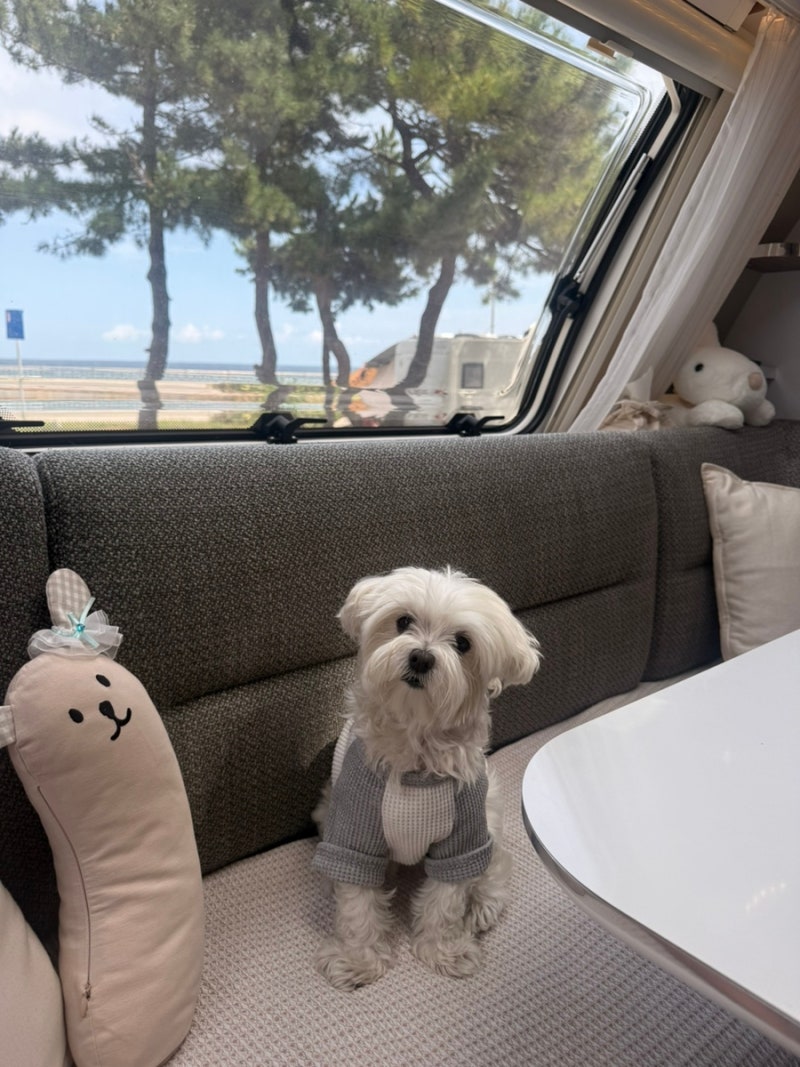 강원도 강릉 노지 캠핑 카라반 차박 해변 주차장 취사 명소