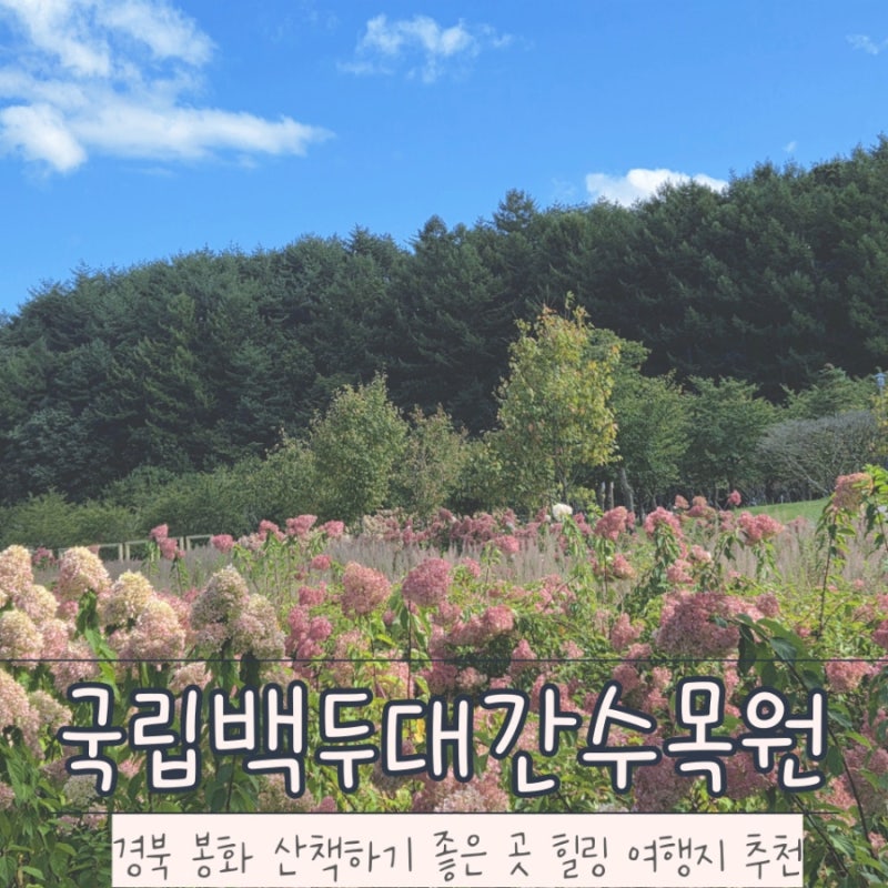 국립백두대간수목원 경북 봉화 산책하기 좋은 힐링 여행지 트램타고 호랑이숲까지 다녀오기