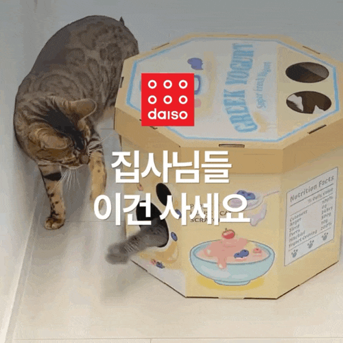 다이소 고양이 숨숨집 후기, 두 마리가 서로 쓰겠다고 싸워요..