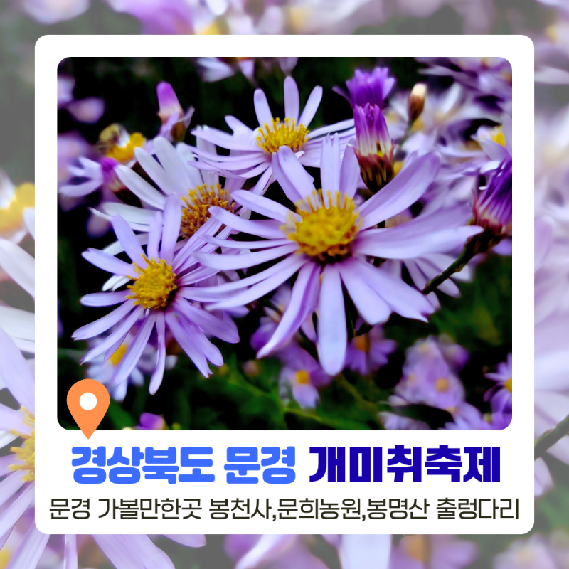 문경 개미취 축제 가볼만한곳 봉천사 출렁다리 문희농원