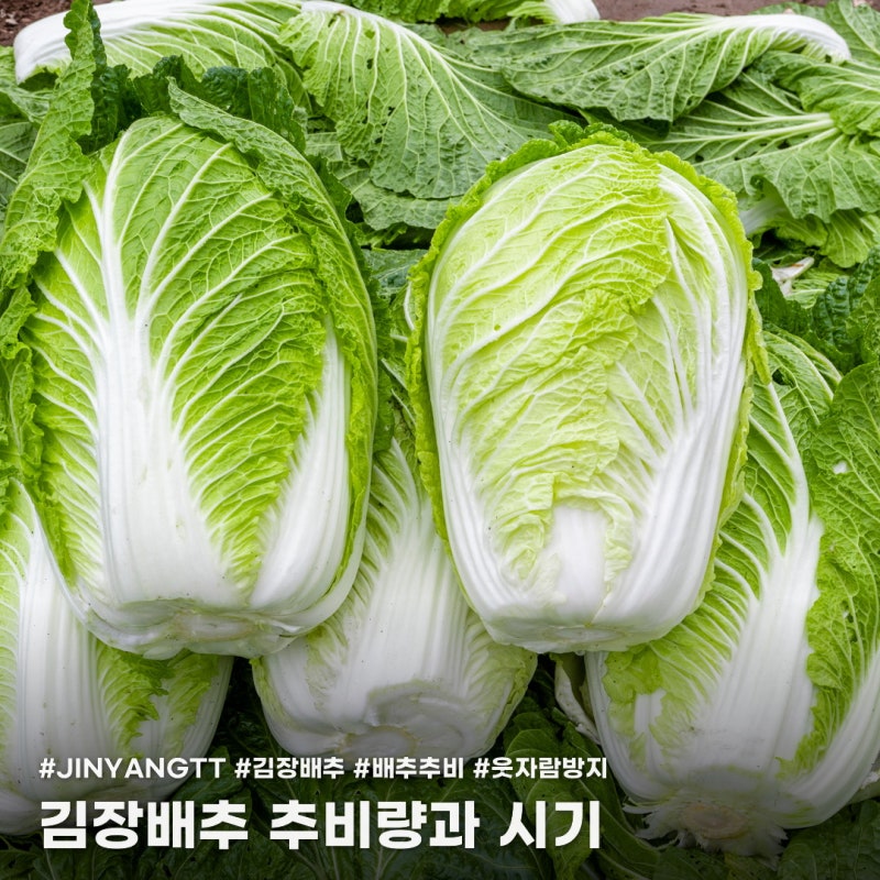 김장배추 추비, 웃자람 없이 키우려면 양과 시기를 모두 챙겨야 해요