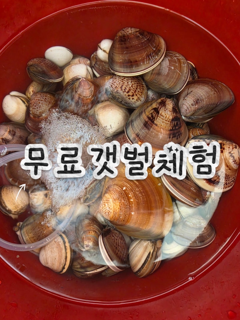 [태안]무료 조개 체험 몽달청_백합,맛조개,떡조개, 동죽,물때표 보는법