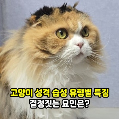 고양이 성격 습성 유형별 특징, 결정짓는 요인은?