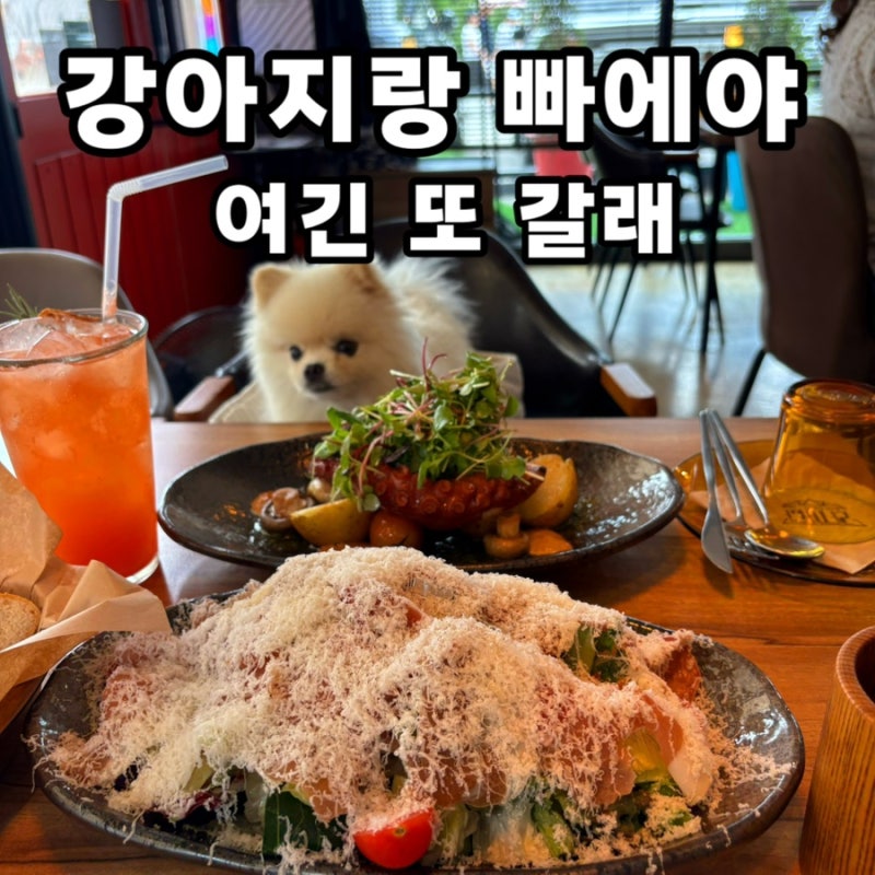 파주 애견동반 식당 라까냐｜운정호수공원 근처 스페인음식 빠에야 맛집