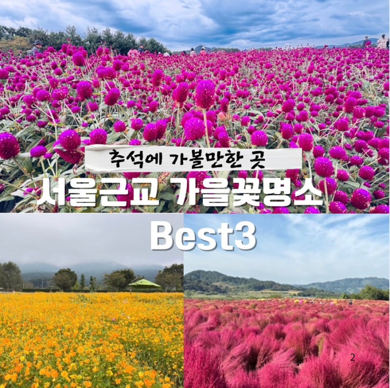 서울 근교 추석 당일여행 지금 가면 좋은 경기도 가을꽃 명소 3곳