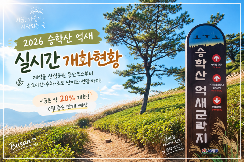 부산 승학산 2026년 억새 실시간 현황 등산 코스 가을에 꼭 가봐야 할 부산 억새 명소 주차 팁....