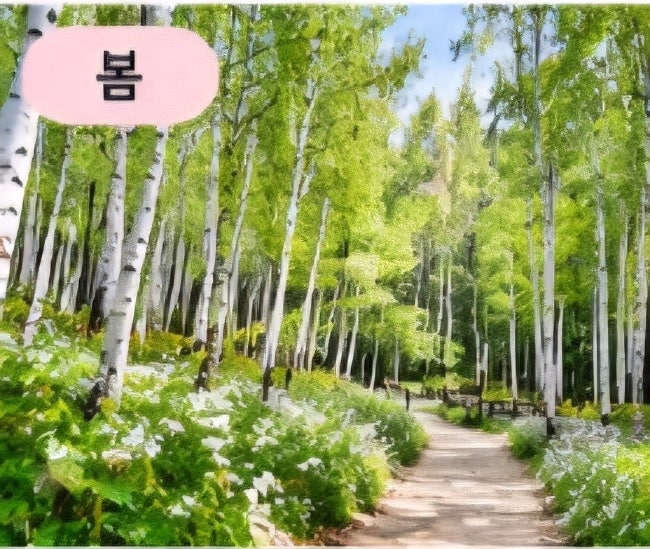 하얀 나무가 빼곡한 북유럽 같은 특별한 풍경, 인제 원대리 속삭이는 자작나무숲으로 오세요