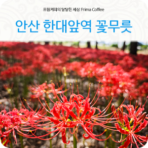 안산가볼만한곳 한대앞역 경기도 꽃무릇 명소
