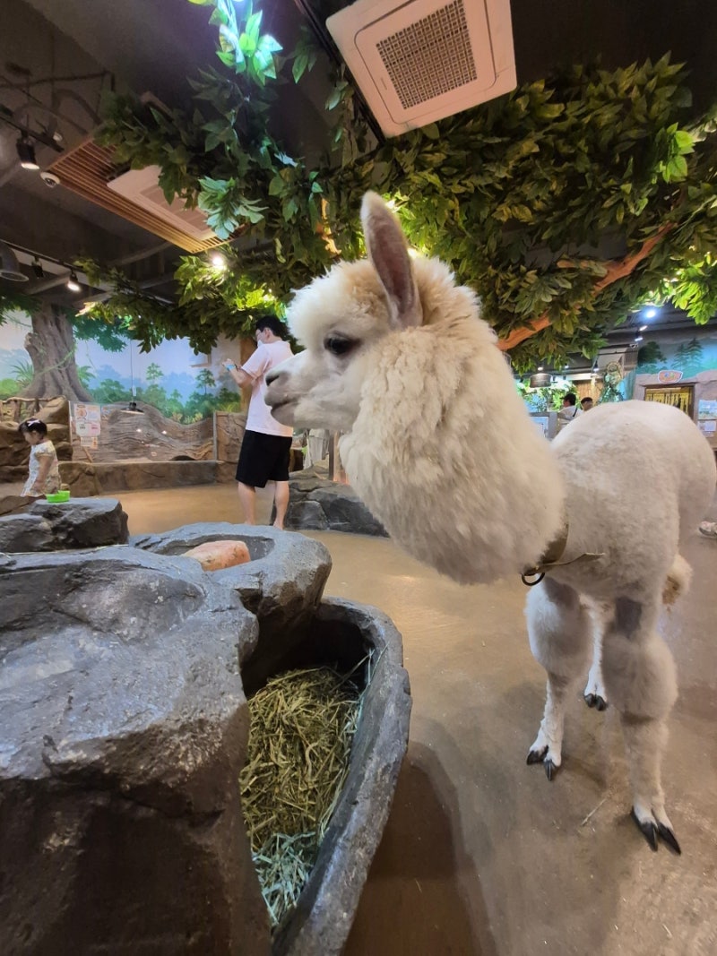 Busan Family Outing: Myeongji Lalazoo Zoo, Fun for 5-year-olds, 9-year-olds, and the Whole Family