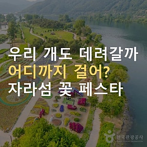 가평 자라섬 꽃 페스타 2026 10월 5일까지 ｜ 강아지 동반·입장료·주차