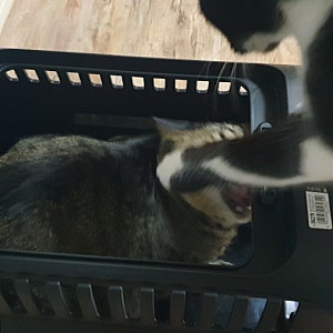 릿첼(Richell) 고양이 이동장 캠핑켄넬 더블도어 S