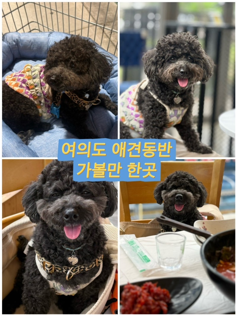 여의도 애견동반 가볼만한곳｜맛집부터 한강 산책까지