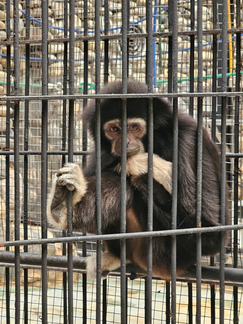 과천 서울대공원 동물원 나들이 코끼리열차