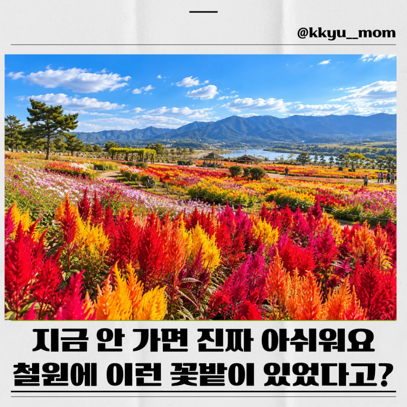 철원 고석정 꽃밭 2026 가을 꽃축제 개화 상황 입장료 주차 총정리