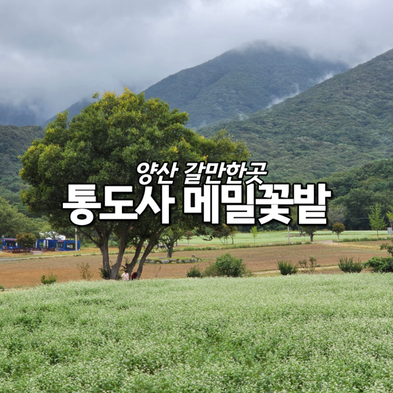 양산 가볼만한곳 통도사 장밭뜰 메밀밭 개화상태