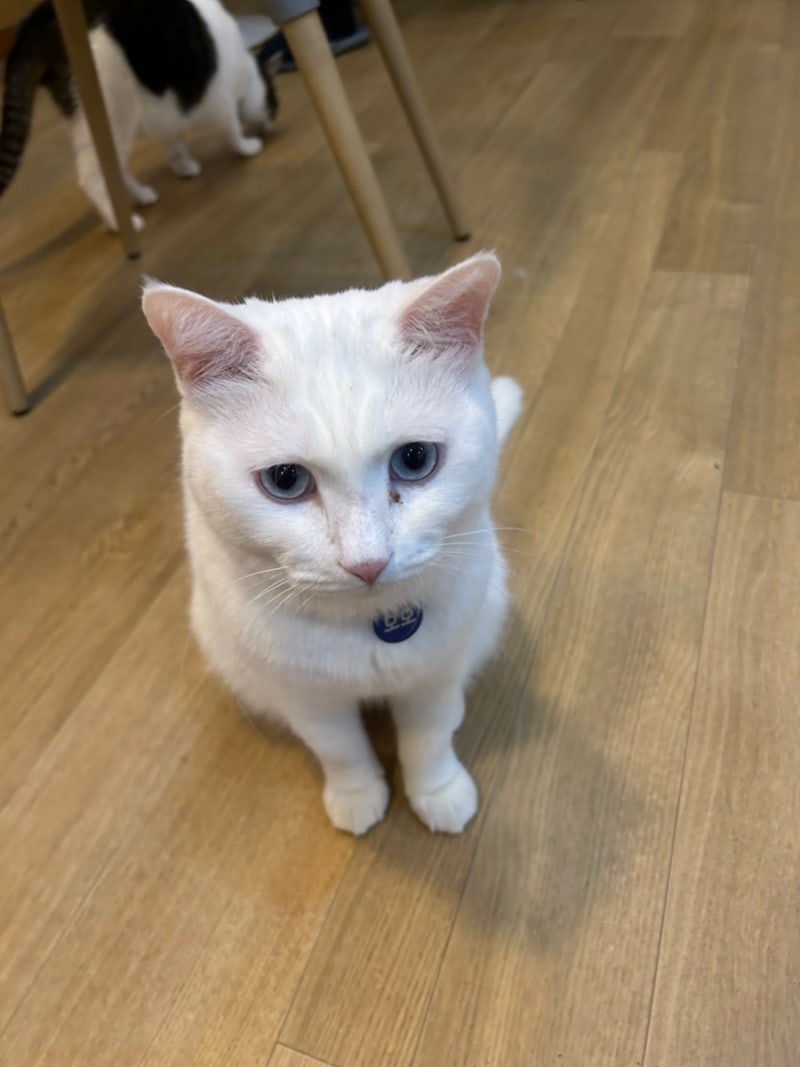 일산 고양이 카페 추천 : 집사의하루 일산점 - 고양시 고양이카페 / 일산 호수공원 데이트 / ....