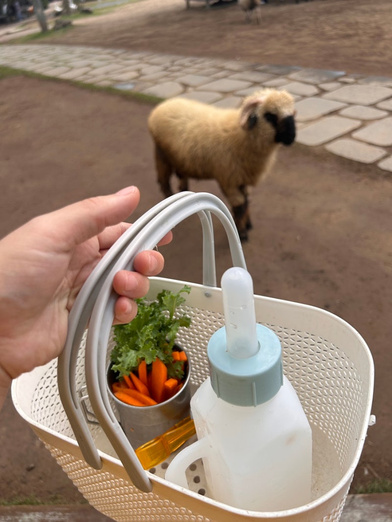済州島で子供と行ける場所、涯月動物農場セビョルフレンズ