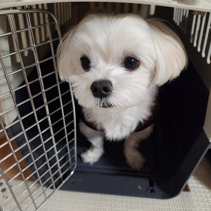 감옥이 아닙니다! 강아지 전용 5성급 스위트룸 만드는 켄넬훈련법