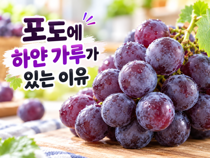 포도에 하얀 가루가 있는 이유