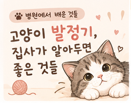 고양이 발정기, 집사가 알아두면 좋은 것들
