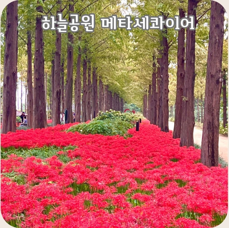 서울 하늘공원 메타세쿼이아 길 꽃무릇 명소 추석 가족여행