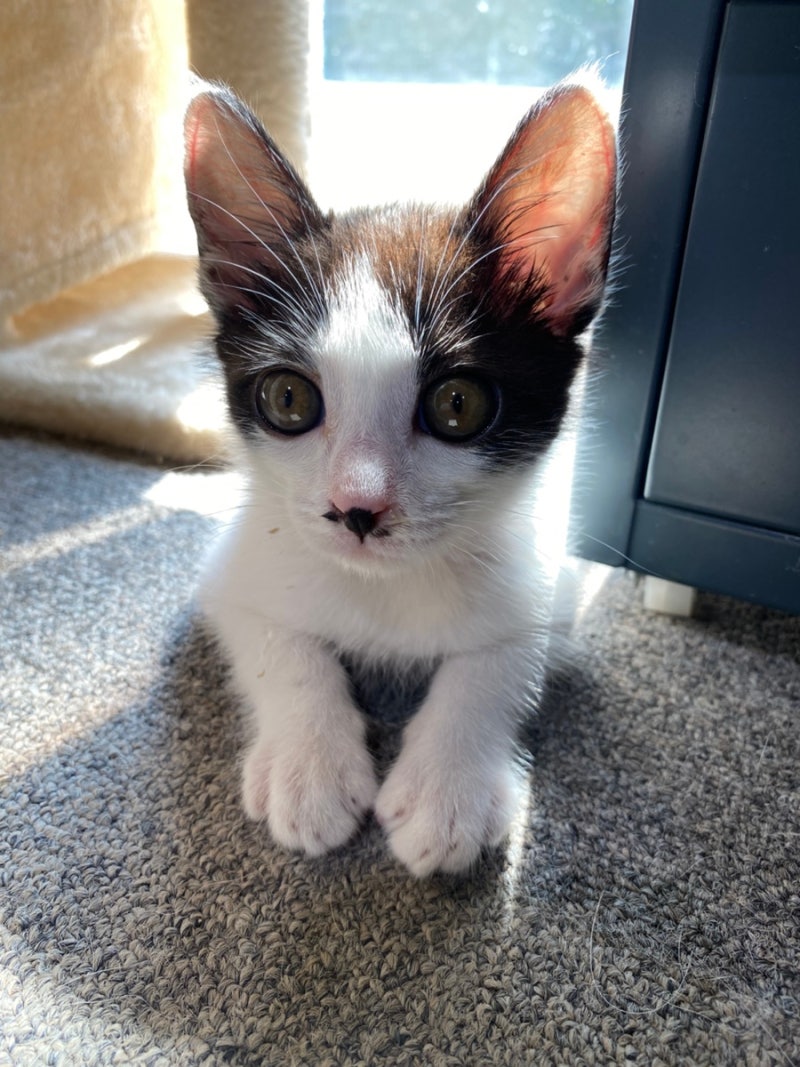 길고양이 냥줍, 고양이 백신 접종부터 중성화까지 실제 비용 총정리