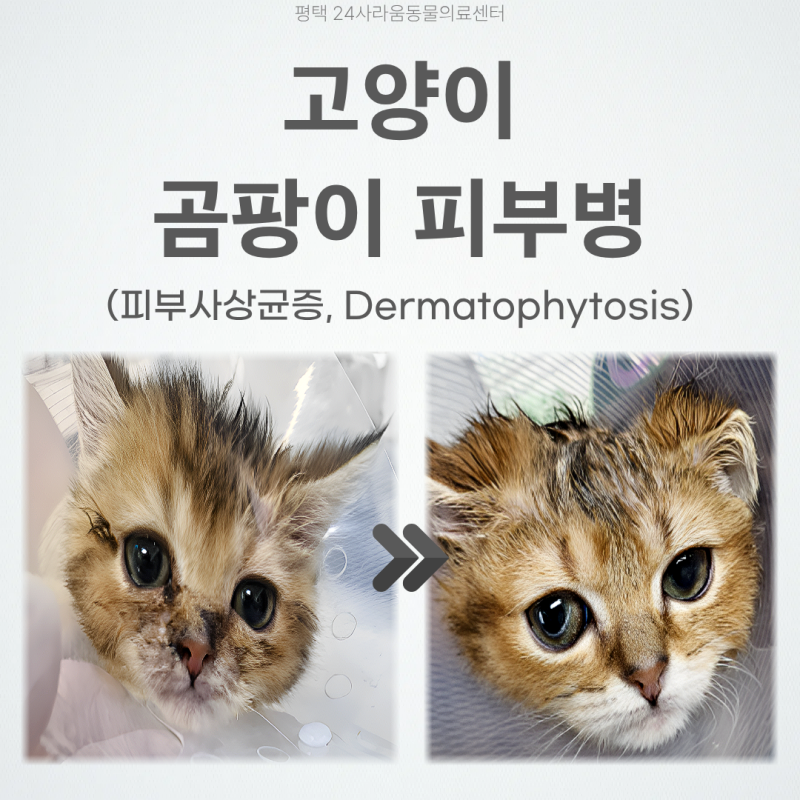 고양이/강아지 곰팡이 피부병(피부사상균증, Dermatophytosis)