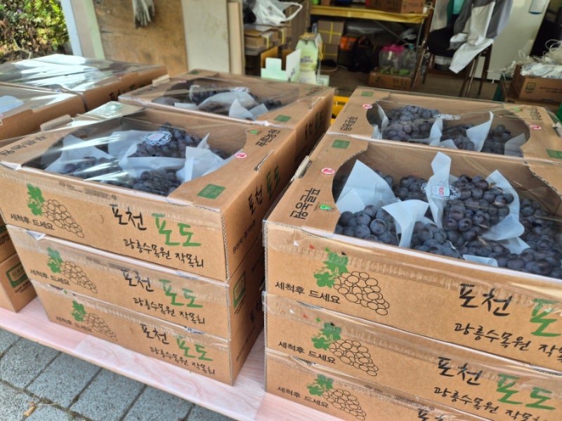 포천 소흘읍 푸른농원 머루포도 제철, 딸도 사간 달콤한 포도 후기