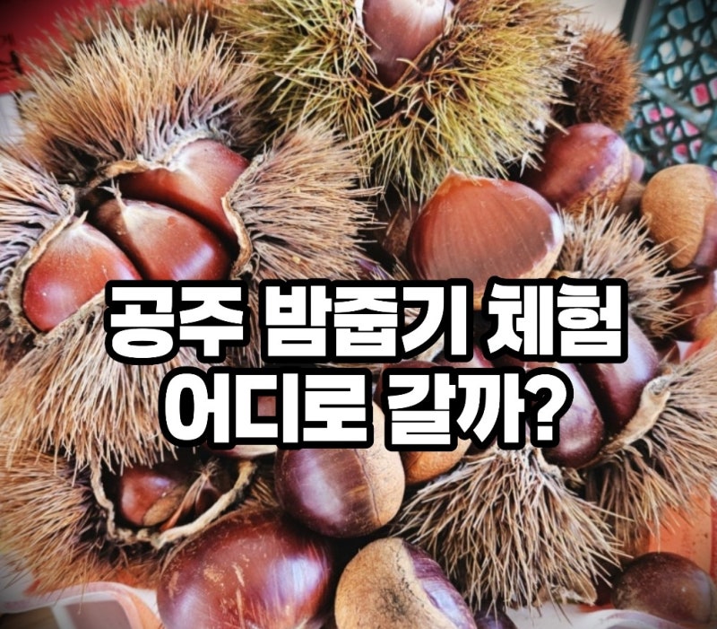 공주 밤줍기 체험 어디로 갈까? 말재농원 vs 원가네햇촌농원 비교